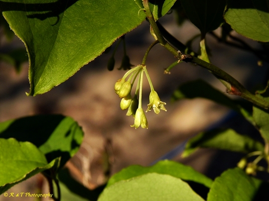 {Smilax rotundifolia}